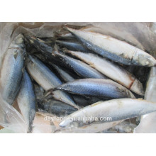 Frozen Fresh Seafood Pacific Mackerel Fish